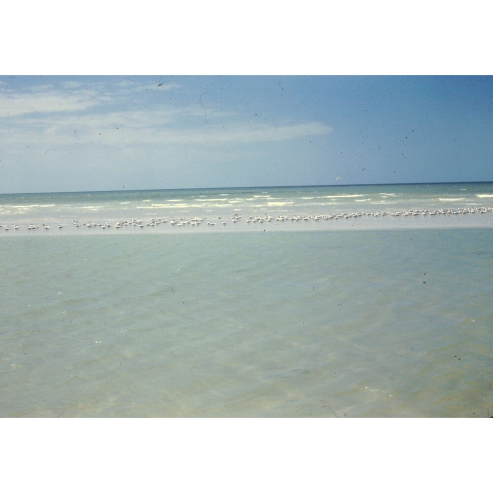 Kodak Slide 35mm 1940s Red Border,  shorebirds or gulls on a sandbar